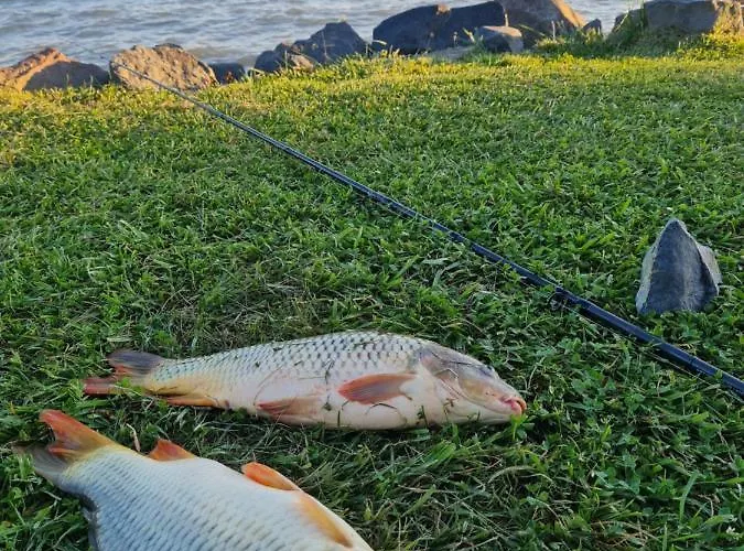 Leda Vendeghaz 鲍洛通费尼韦什